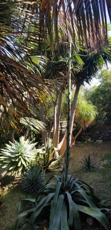 イコー・デ・ロス・ビノスLa Casita De La Vegaアパートメント エクステリア 写真